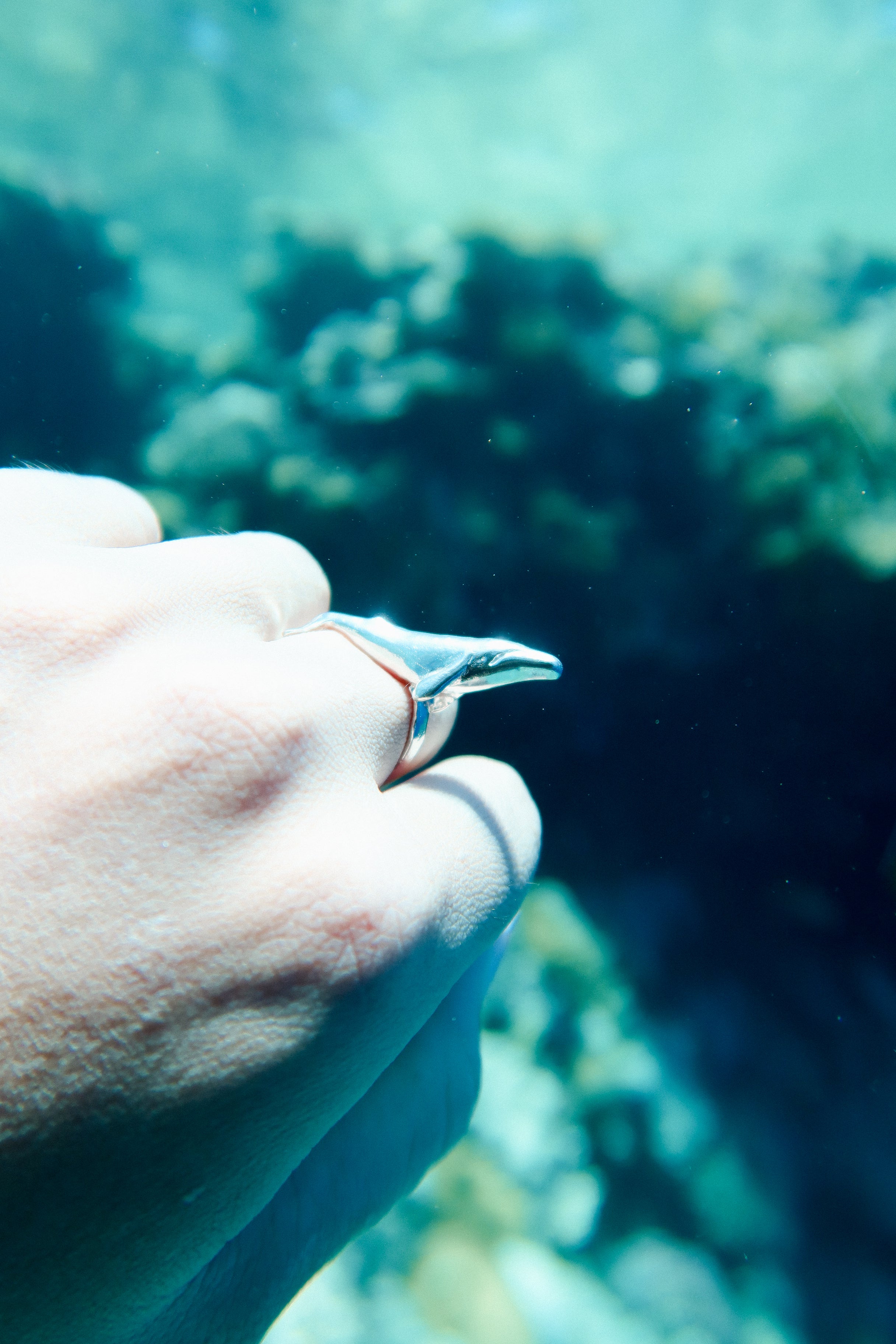 Anillo Ballena en viaje