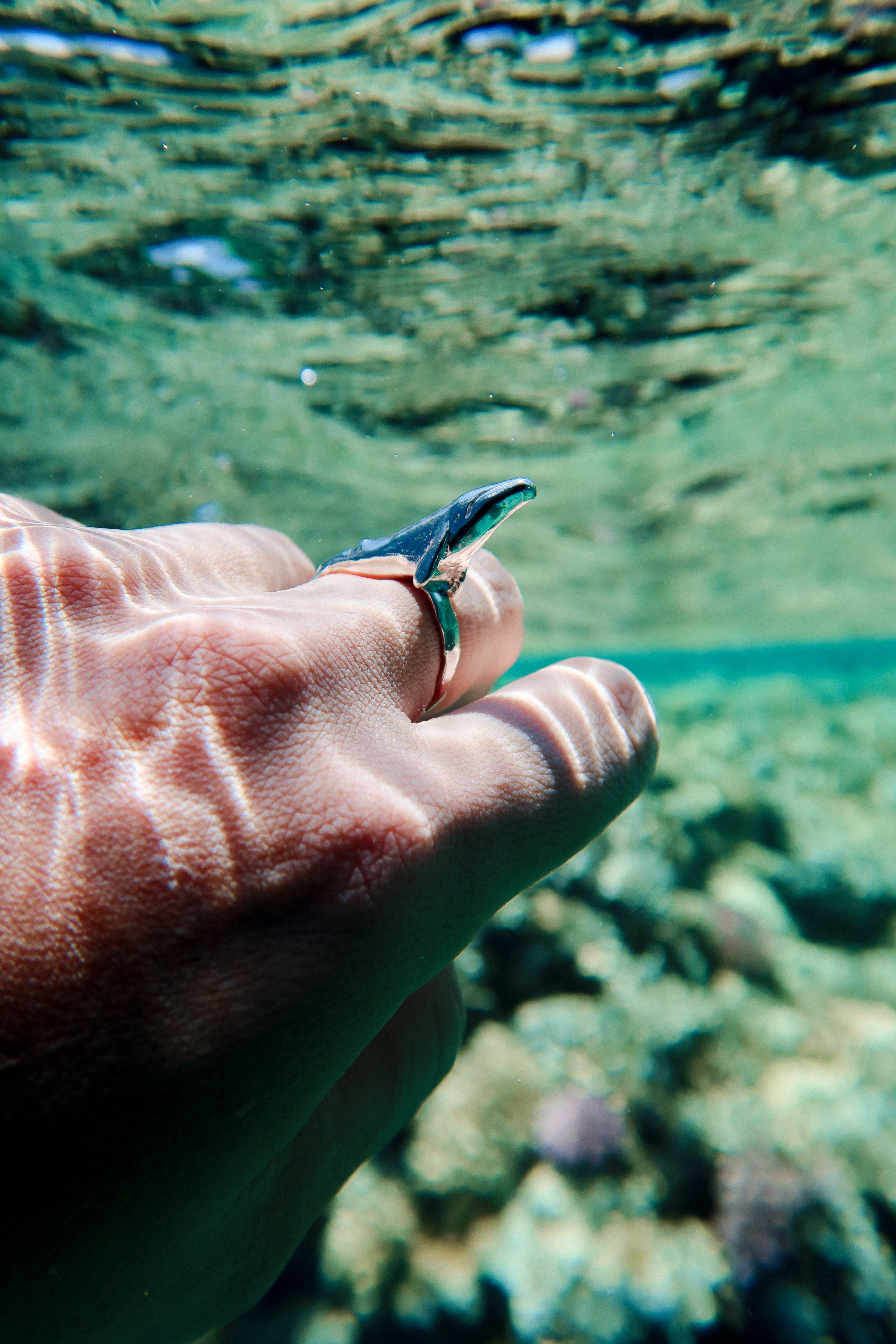 Anillo Ballena en viaje