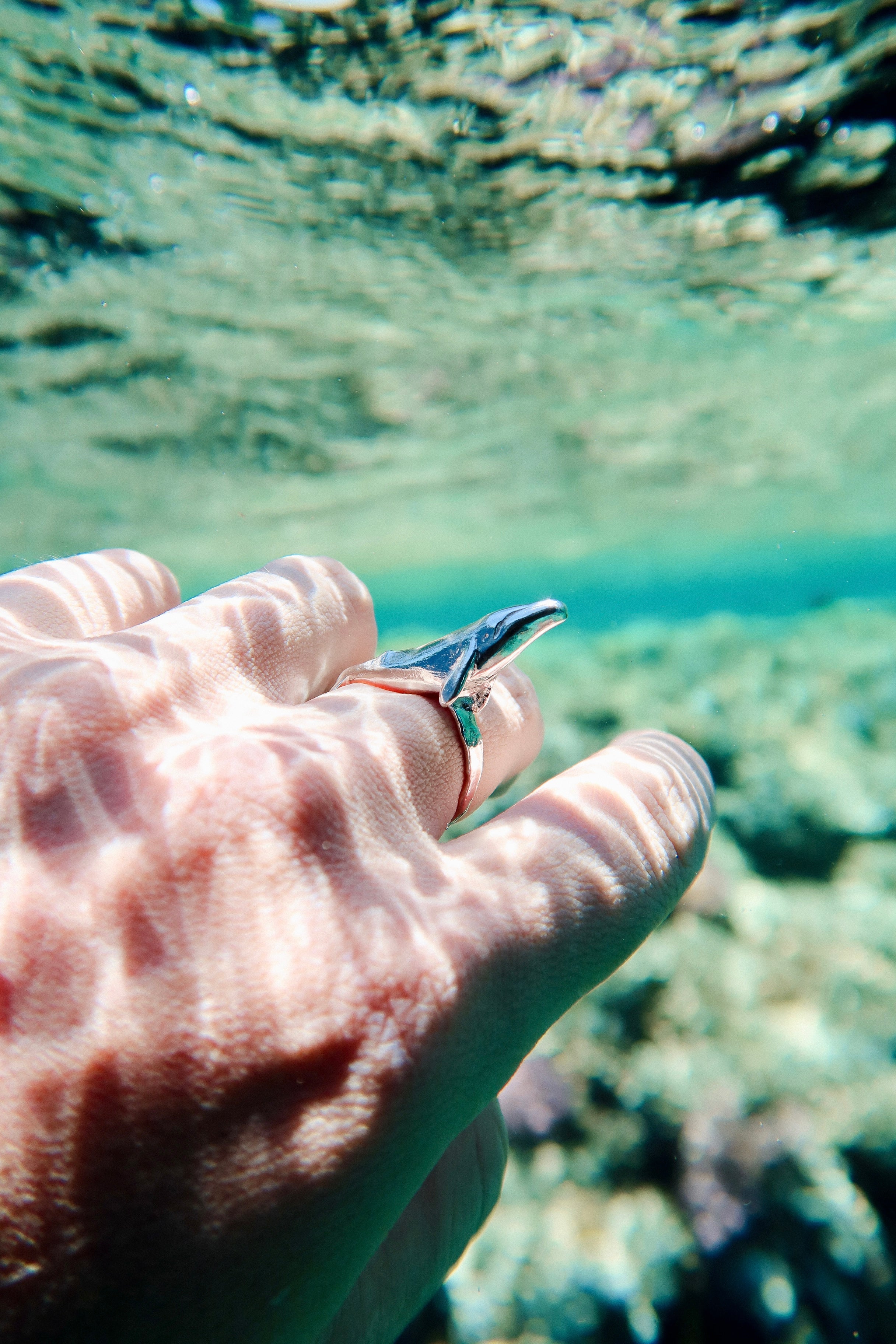 Anillo Ballena en viaje