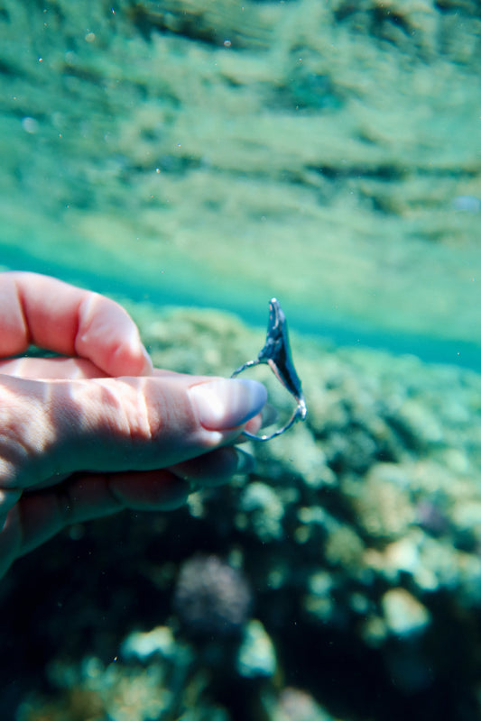 Anillo Ballena en viaje